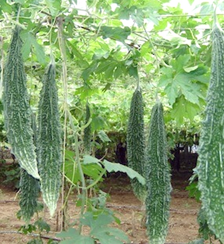 okra-1
