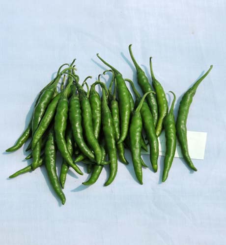 okra-1
