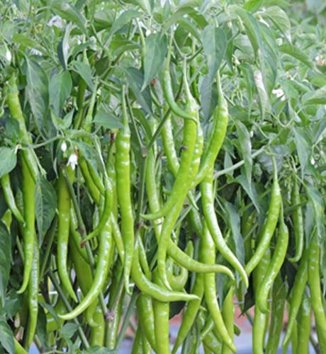 okra-1