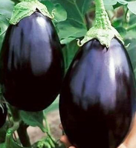 okra-1