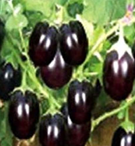 okra-1