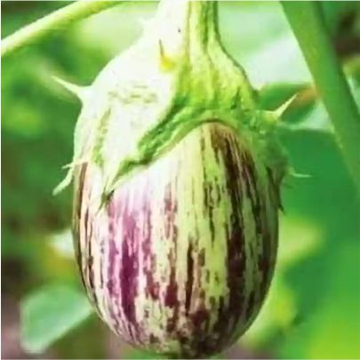 okra-1