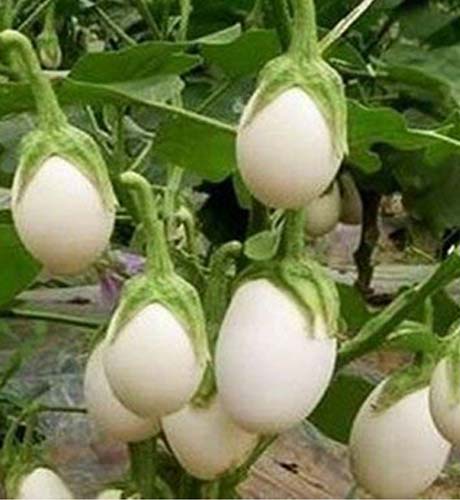 okra-1