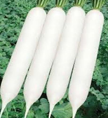 okra-1