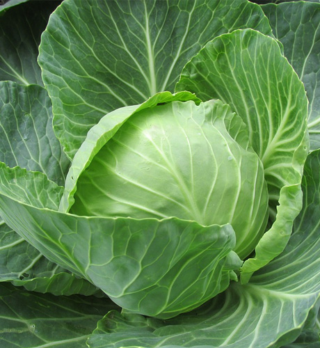 okra-1