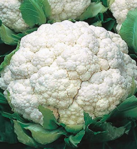 okra-1