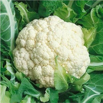 okra-1