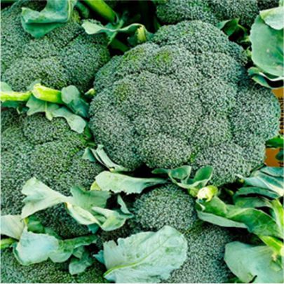 okra-1