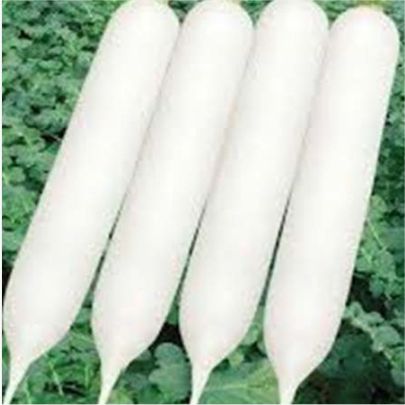 okra-1