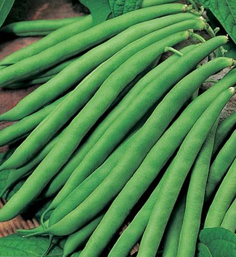 okra-1