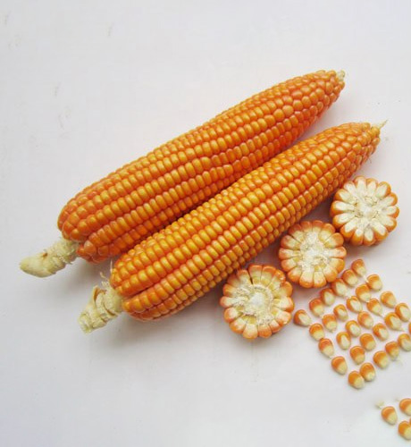 okra-1