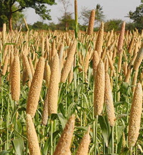 okra-1