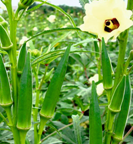 okra-1