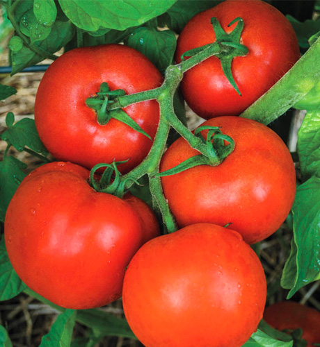 okra-1