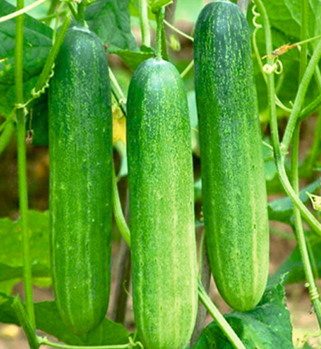 okra-1