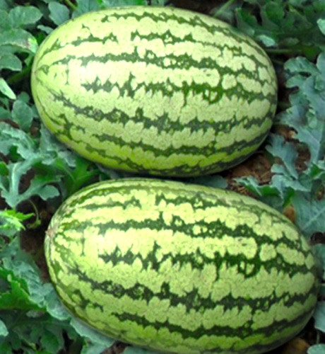 okra-1