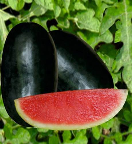 okra-1