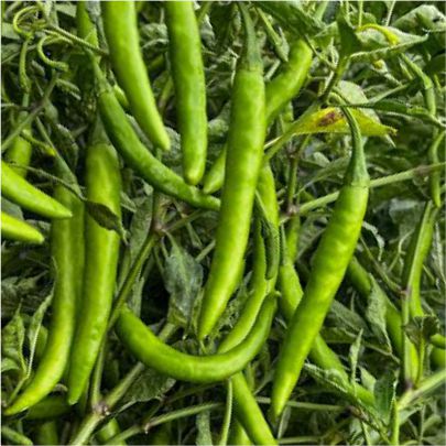 okra-1