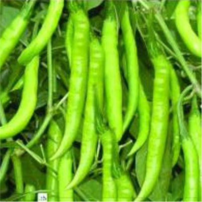 okra-1