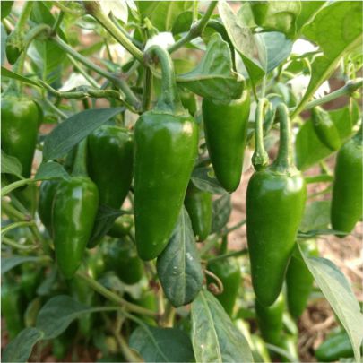 okra-1