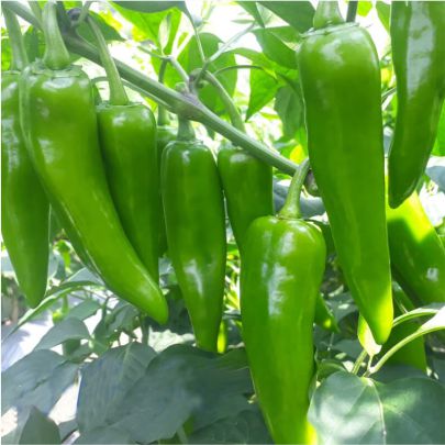 okra-1