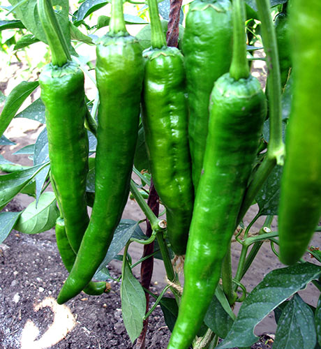 okra-1