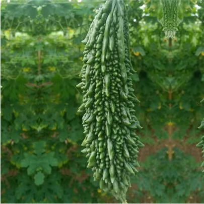 okra-1