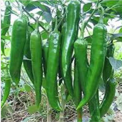 okra-1