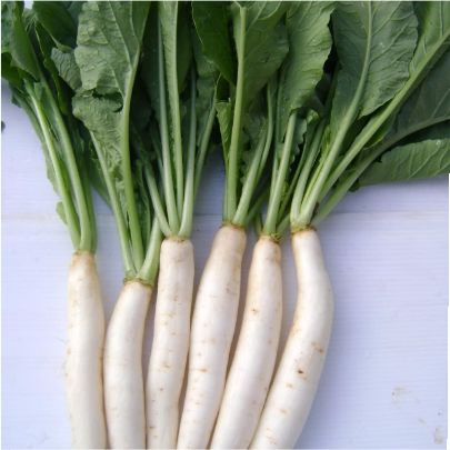 okra-1