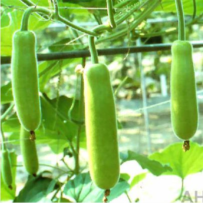 okra-1