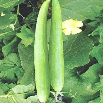 okra-1