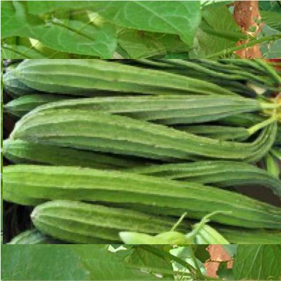 okra-1