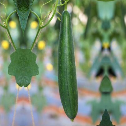 okra-1