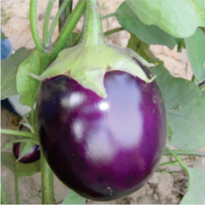 okra-1