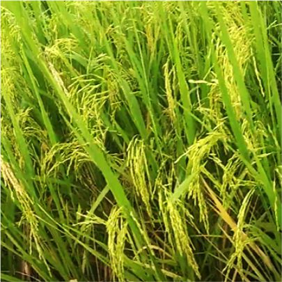 okra-1