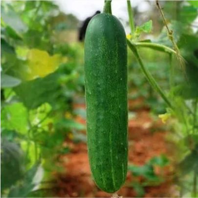 okra-1
