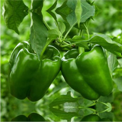 okra-1