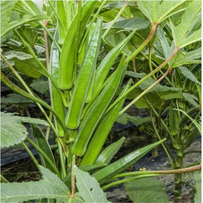 okra-1
