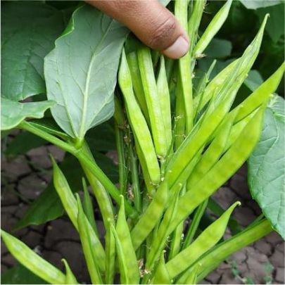 okra-1